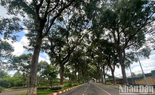 Ấn tượng hàng cây cổ thụ dẫn vào Cảng hàng không Buôn Ma Thuột