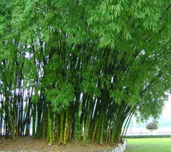 Các quan điểm ngoại giao trên thế giới, chuyện "Cây gậy", "Cây tre"