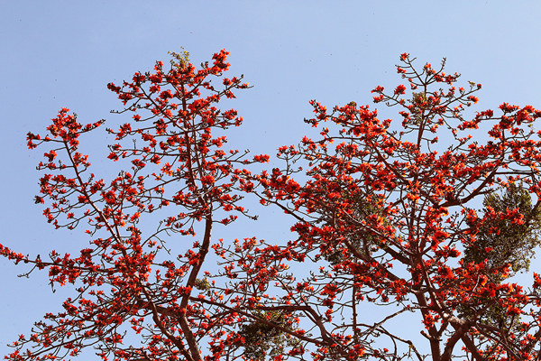 Hoa Pơ Lang