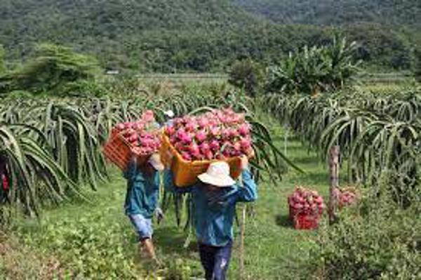 Trung Quốc đóng cửa, thanh long Bình Thuận “gõ cửa” thị trường Ấn Độ